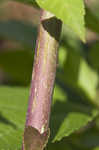 Swamp rosemallow